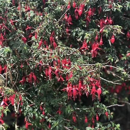 Coulagh Bay House Bed & Breakfast Eyeries