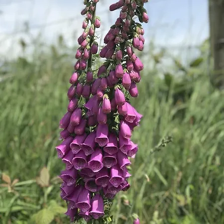 Coulagh Bay House Bed & Breakfast Eyeries