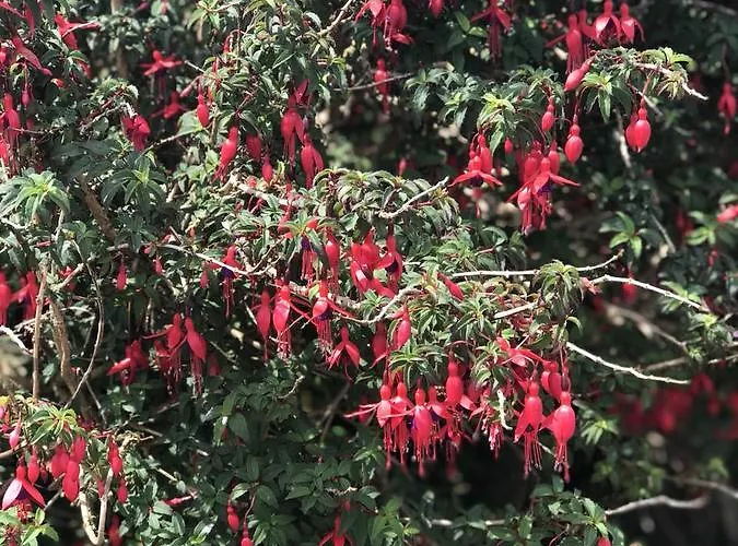 Coulagh Bay House Отель типа 