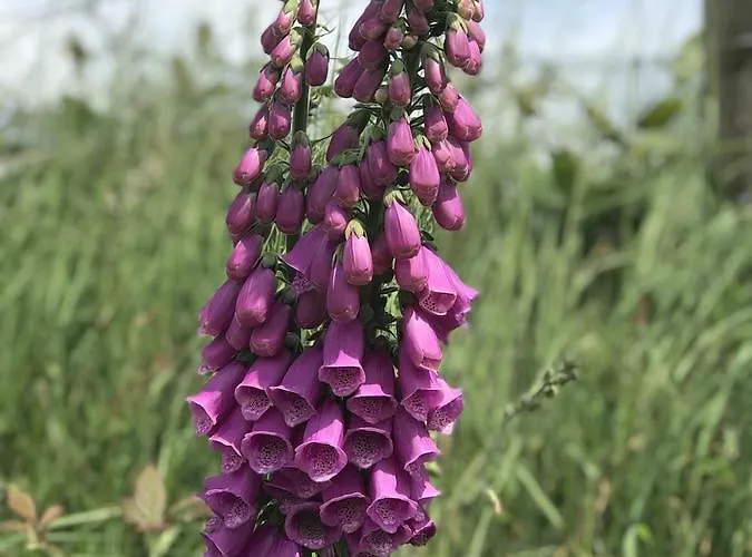 Coulagh Bay House Отель типа 